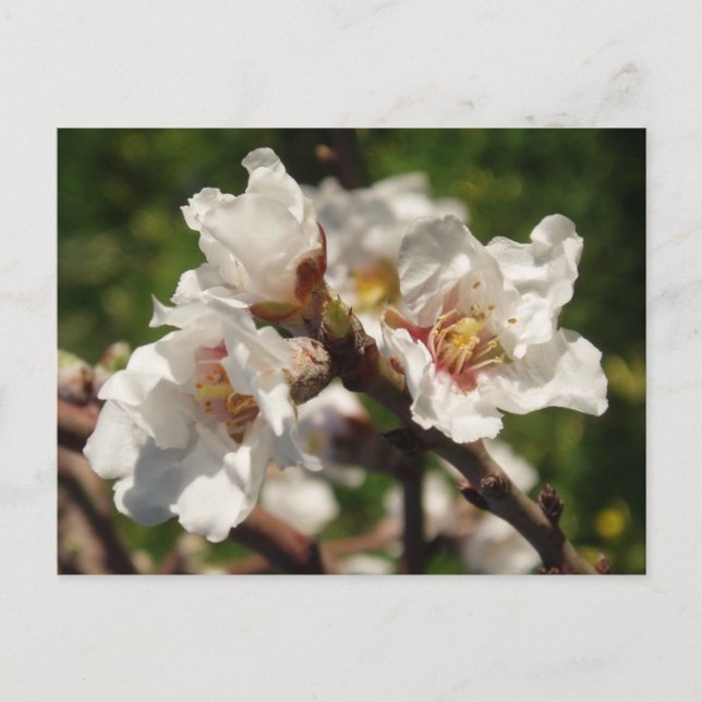 Almond Blossom Postcard Postkarte (Vorderseite)