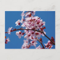 Almond Blossom