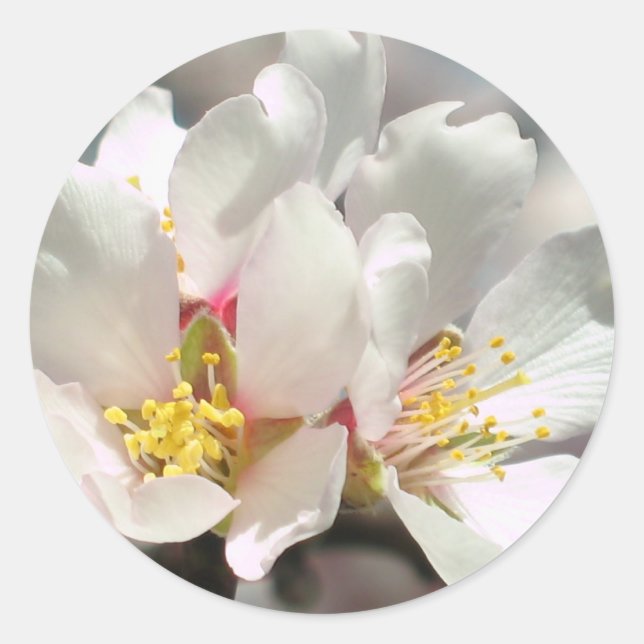 Almond Blossoms Sticker (Vorderseite)