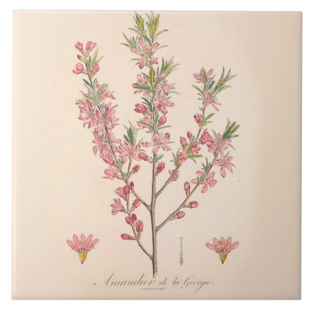 Almond Blüten Keramik Tile Kitchen Dekoration Fliese (Vorderseite)