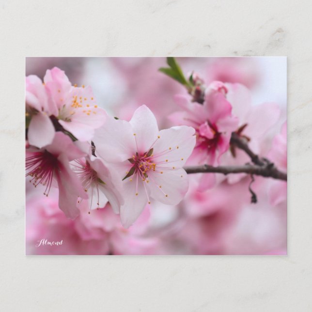 Almond [Postcard] Postkarte (Vorderseite)