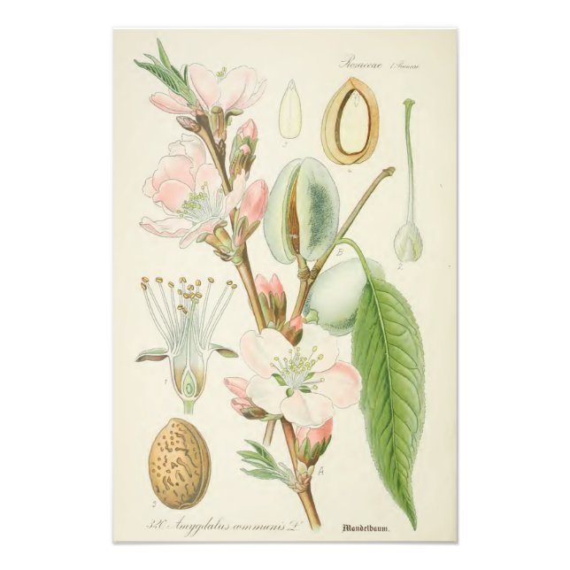 Almond Tree, Amygdalus communis, Fotodruck (Vorne)