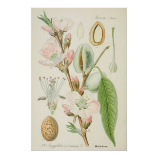 Almond Tree, Amygdalus communis, Poster