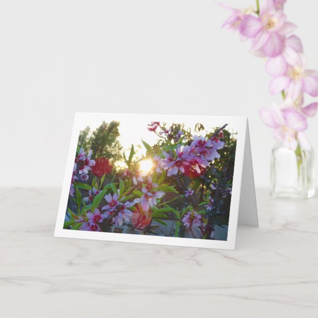 Almond Tree Blossom Sunset Karte (Orchidee)