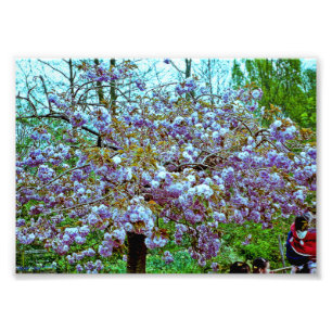 Almond Tree im Monet's Garden Fotodruck