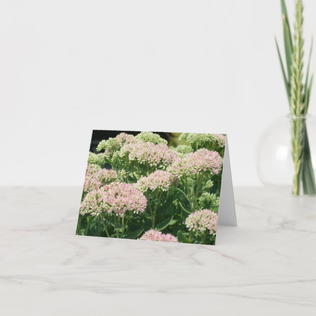 Almost Sedum Flower Photography  (Vorderseite)