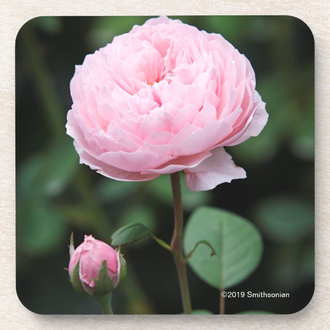 Alnwick-Schloss-Rose Getränkeuntersetzer (Vorderseite)