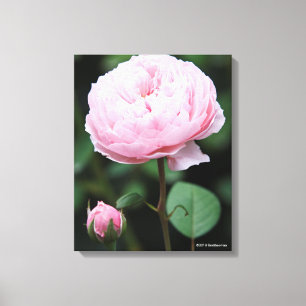 Alnwick-Schloss-Rose Leinwanddruck
