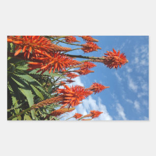 Aloe Arborescens Aufkleber