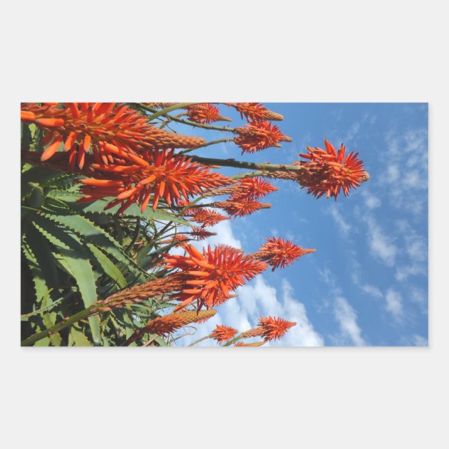 Aloe Arborescens Aufkleber (Vorderseite)