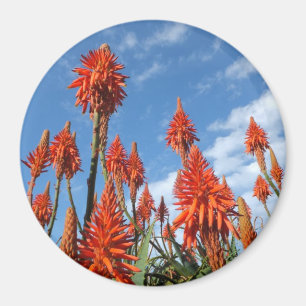 Aloe Arborescens-Magnet Magnet