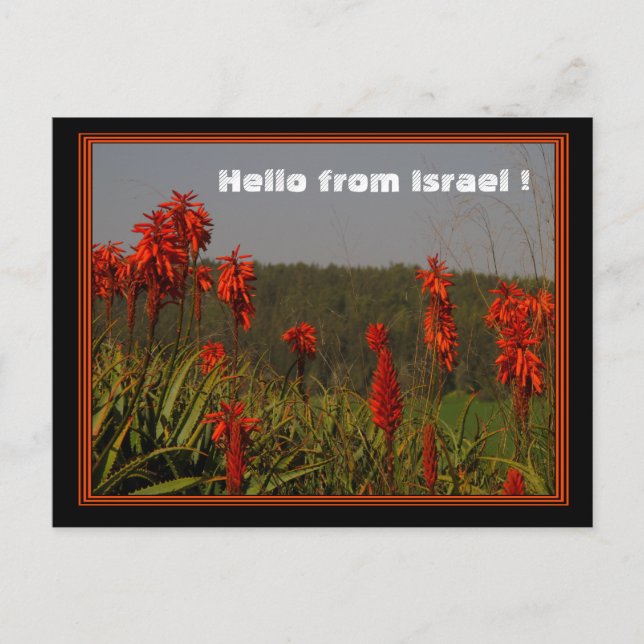 Aloe arborescens Postcard Postkarte (Vorderseite)