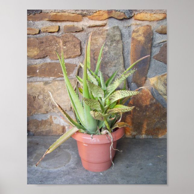 Aloe Combo Poster (Vorne)