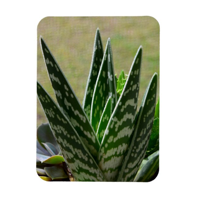 Aloe "Gator" Variegata Succulent Magnet (Vertikal)