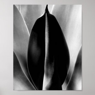 Aloe - Makro Fine Art Fotograf in Schwarz und Weiß Poster