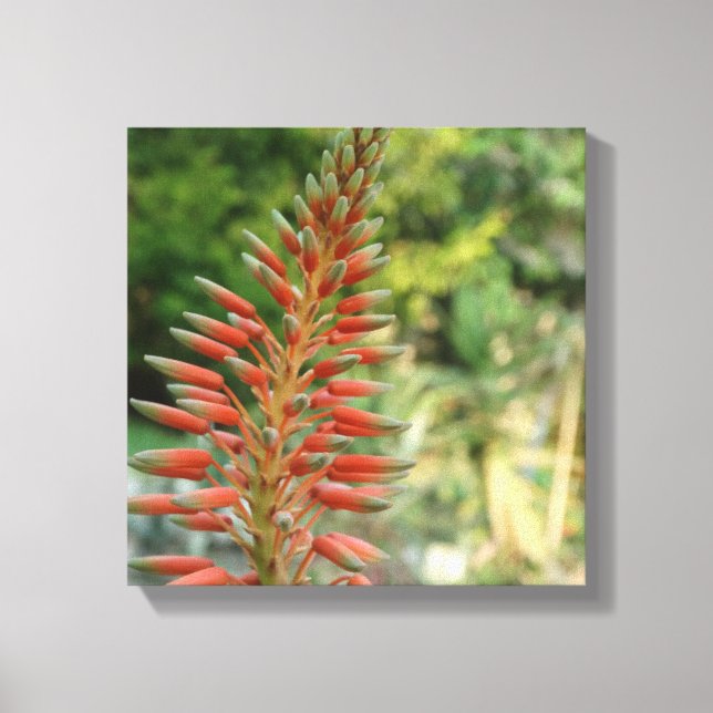 Aloe Vera Blume Blossom Foto Print Leinwanddruck (Vorderseite)