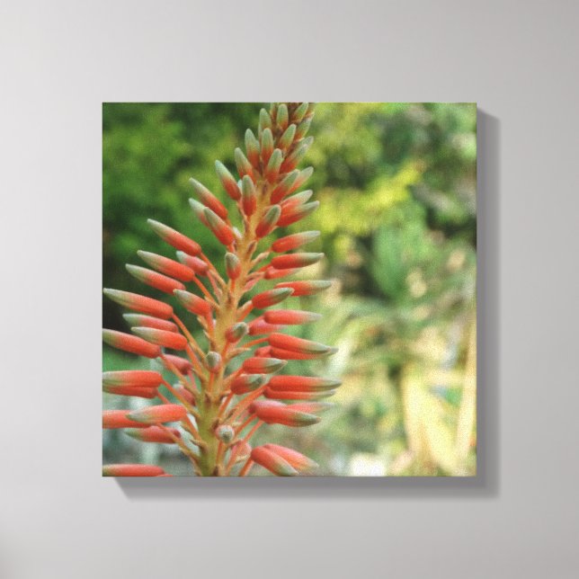 Aloe Vera Blume Blossom Foto Print Leinwanddruck (Vorderseite)