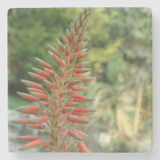 Aloe-Vera-Blumen-Blüten-Foto-Stein-Untersetzer Steinuntersetzer (Vorderseite)
