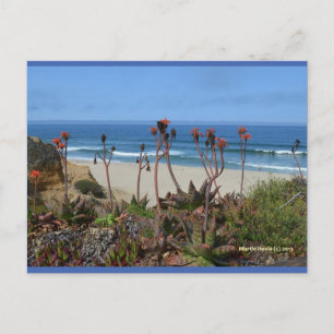 Aloe Vera en HMB Carte postale Blue Beach Song™
