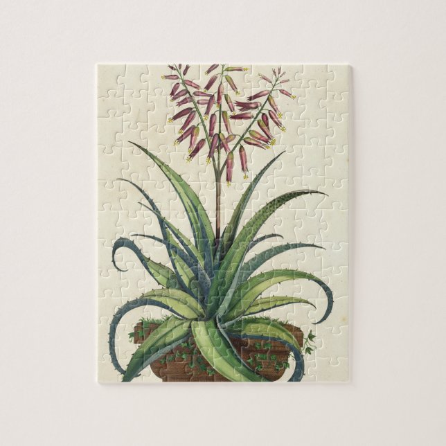 Aloe Vera gemein, von "Phytographia Curiosa", p (Vertikal)
