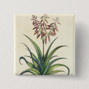 Aloe Vera gemein, von "Phytographia Curiosa", p Button
