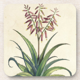 Aloe Vera gemein, von "Phytographia Curiosa", p Getränkeuntersetzer