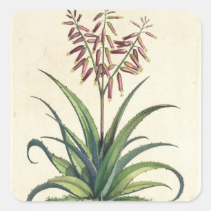 Aloe Vera gemein, von "Phytographia Curiosa", p Quadratischer Aufkleber
