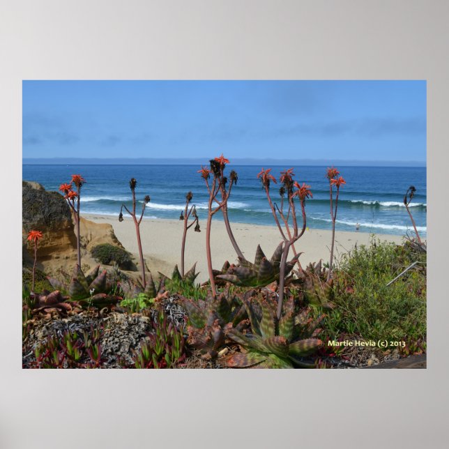 Aloe Vera in Half Moon Bay Poster (Vorne)