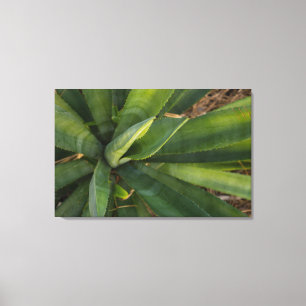 Aloe Vera Leinwanddruck