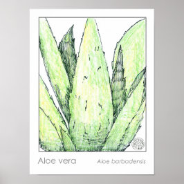 Aloe Vera Materia Medica Kräuterkunde Botanisch Poster