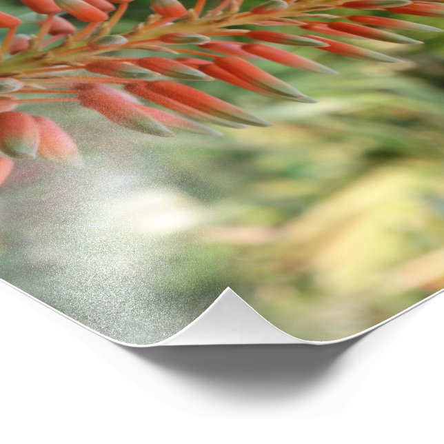 Aloe Vera Photo Kodak Photo Paper (Satin) (Coin)