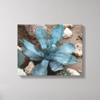 Aloe Vera Plante Photo Toile Enveloppée Imprimer