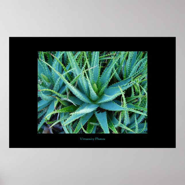 Aloe Vera Poster (Vorne)