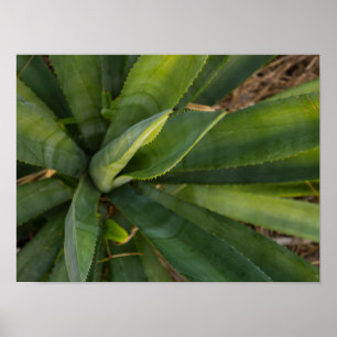 Aloe Vera Poster