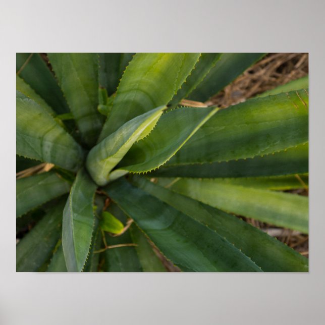 Aloe Vera Poster (Vorne)