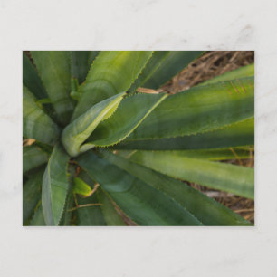Aloe Vera Postkarte