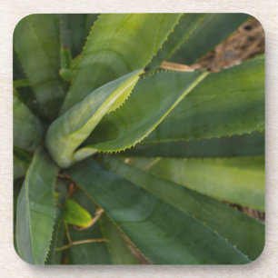 Aloe Vera Untersetzer