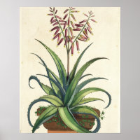 Aloe Vera Vulgaris, von "Phytographia Curiosa", p.