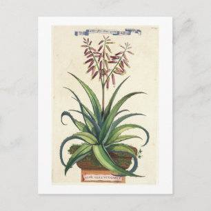 Aloe Vera Vulgaris, von "Phytographia Curiosa", p. Postkarte