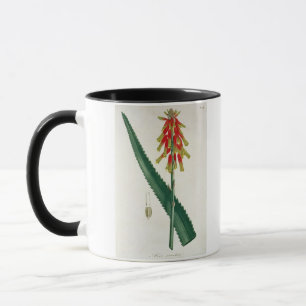 Aloe von "Phytographie Medicale" durch Joseph Tasse