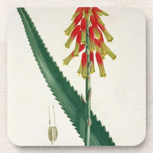 Aloe von "Phytographie Medicale" durch Joseph Untersetzer