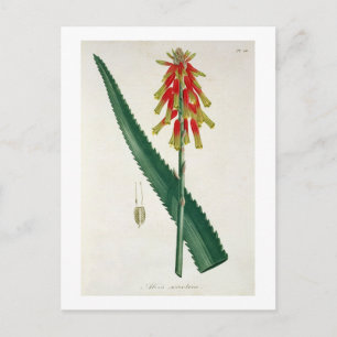 Aloe von "Phytographie Medicale" von Joseph Roques Postkarte