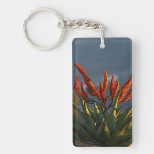 Aloès des montagnes (Aloe Marlothii Berger)