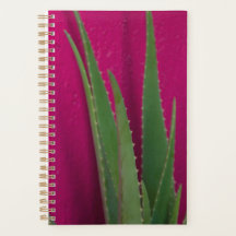 Aloès rose - Beaux-arts - Aloe Vera contre rose