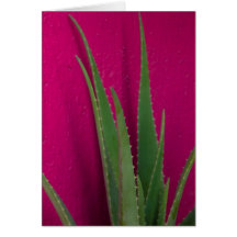 Aloès rose - Beaux-arts - Aloe Vera contre rose