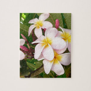 Aloha blüht hawaiischer Frangipani Plumerias