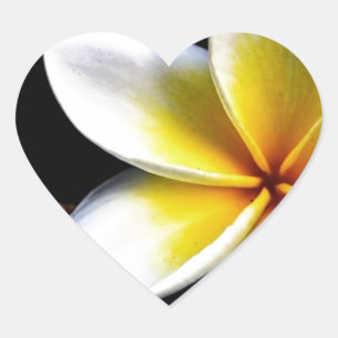 Aloha blüht hawaiischer Frangipani Plumerias Herz-Aufkleber