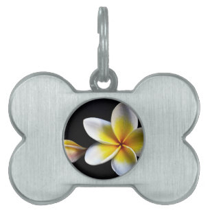 Aloha blüht hawaiischer Frangipani Plumerias Tiermarke