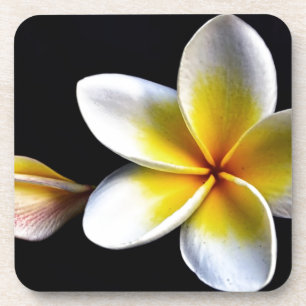 Aloha blüht hawaiischer Frangipani Plumerias Untersetzer