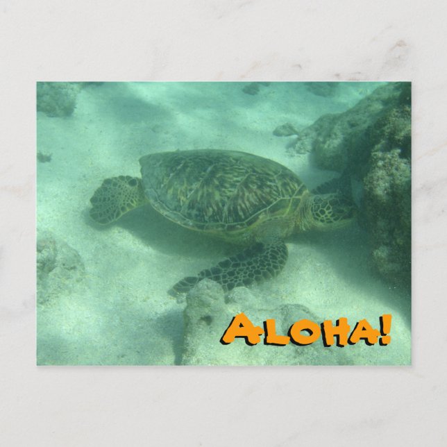 Aloha de tortue marine de Hawaii Carte postale (Devant)